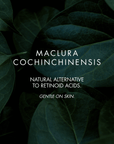 Text about Maclura cochinchinensis surrounded by dark green leaves