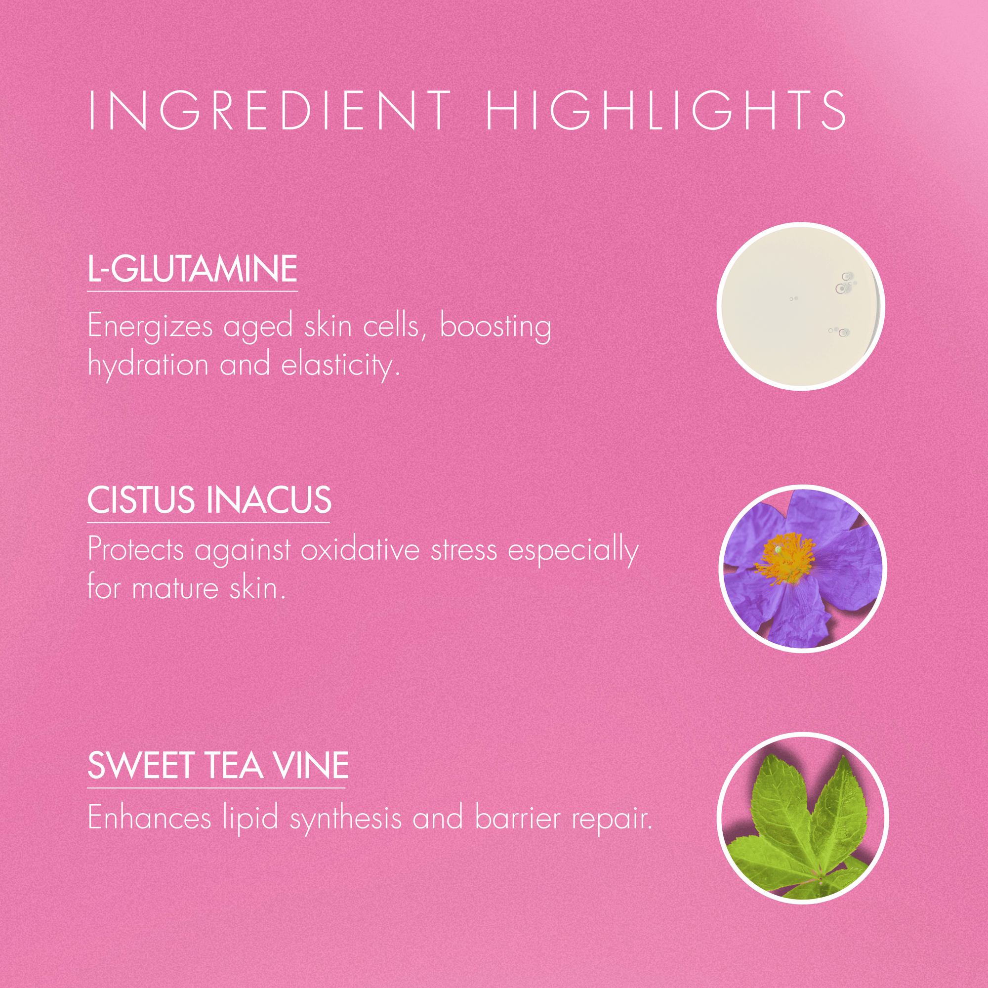Pink background with ingredient highlights for skincare product, featuring L-Glutamine, Cistus Inacus, and Sweet Tea Vine.