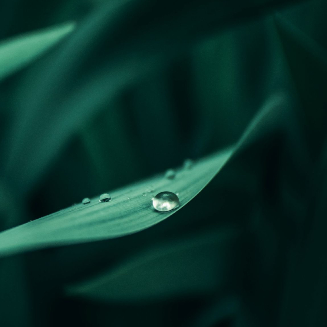 Close-up of a water droplet on a leaf, symbolizing hydration and nature in Bella Aura Skincare's product ingredients.